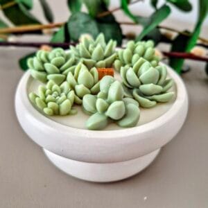 Botanische Cactuskaars